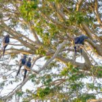 Blue macaws resting on a tree