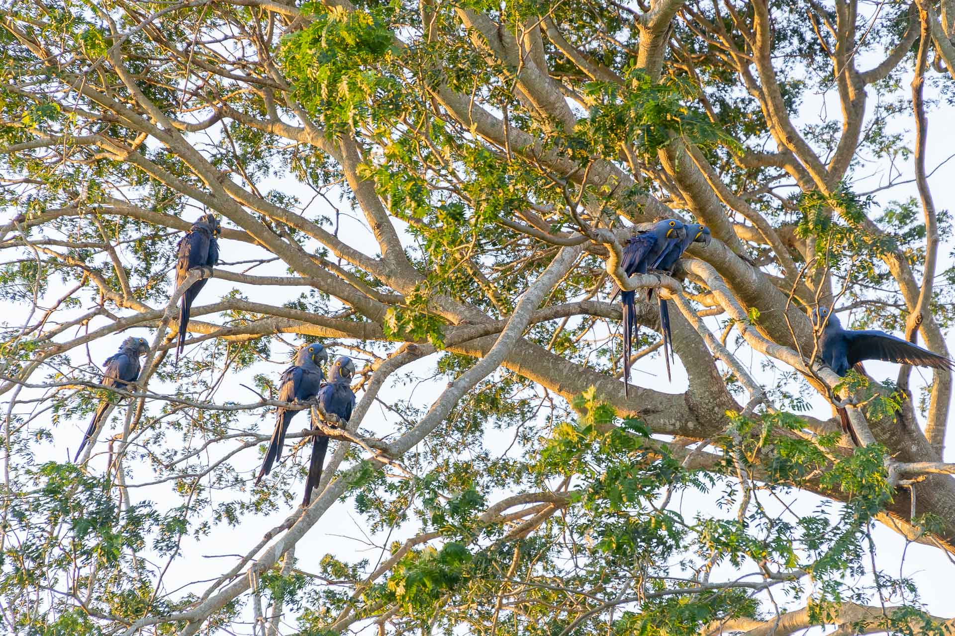 Muitas araras azuis em galhos de uma árvore