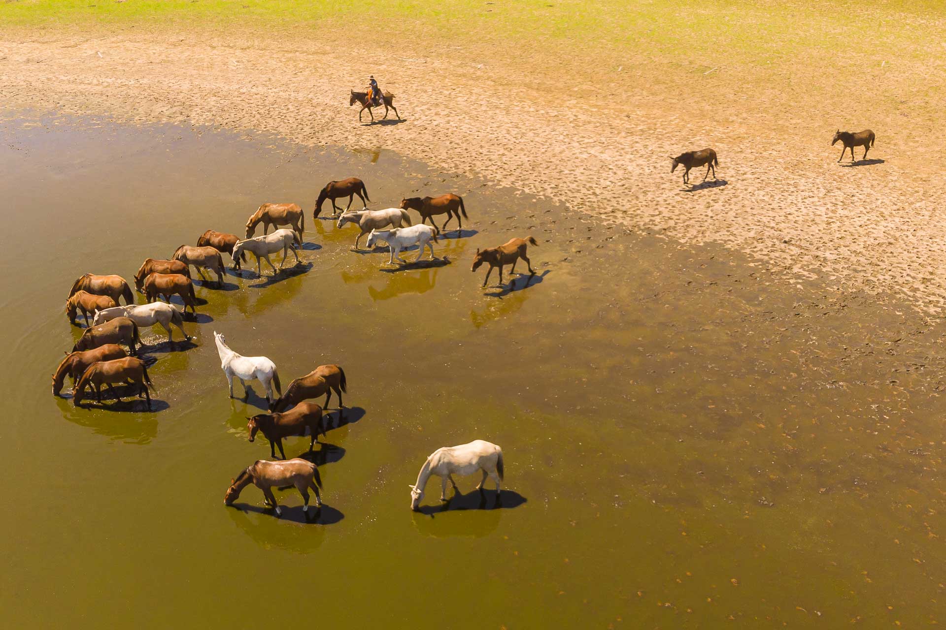 O gado se aproximando da beira de um lago para beber água visto de cima