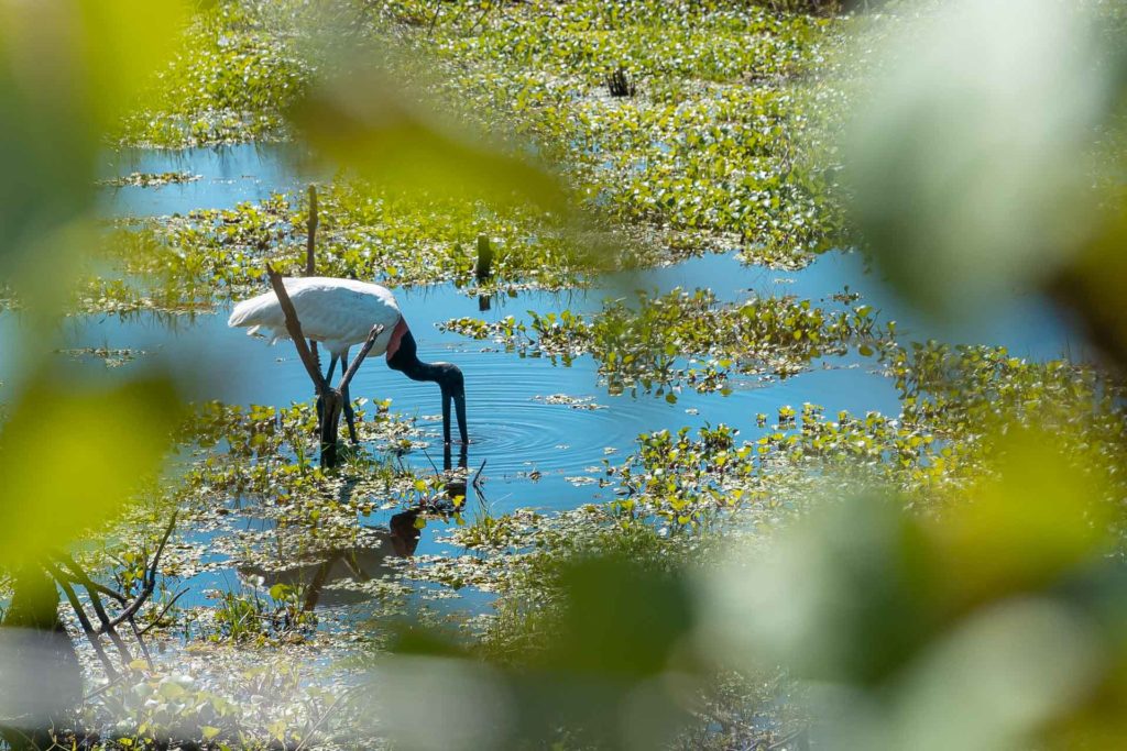 Um Tuiuiu, animal símbolo do Pantanal, bebendo água na beira do rio