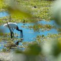 Um Tuiuiu, animal símbolo do Pantanal, bebendo água na beira do rio