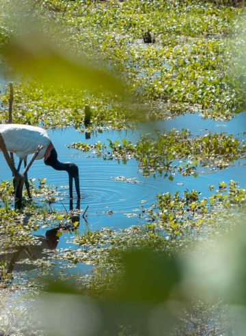 Tuiuiu animal in the Pantanal wetland