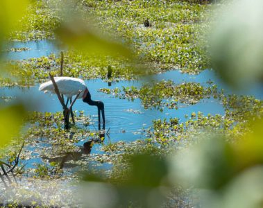 Um Tuiuiu, animal símbolo do Pantanal, bebendo água na beira do rio