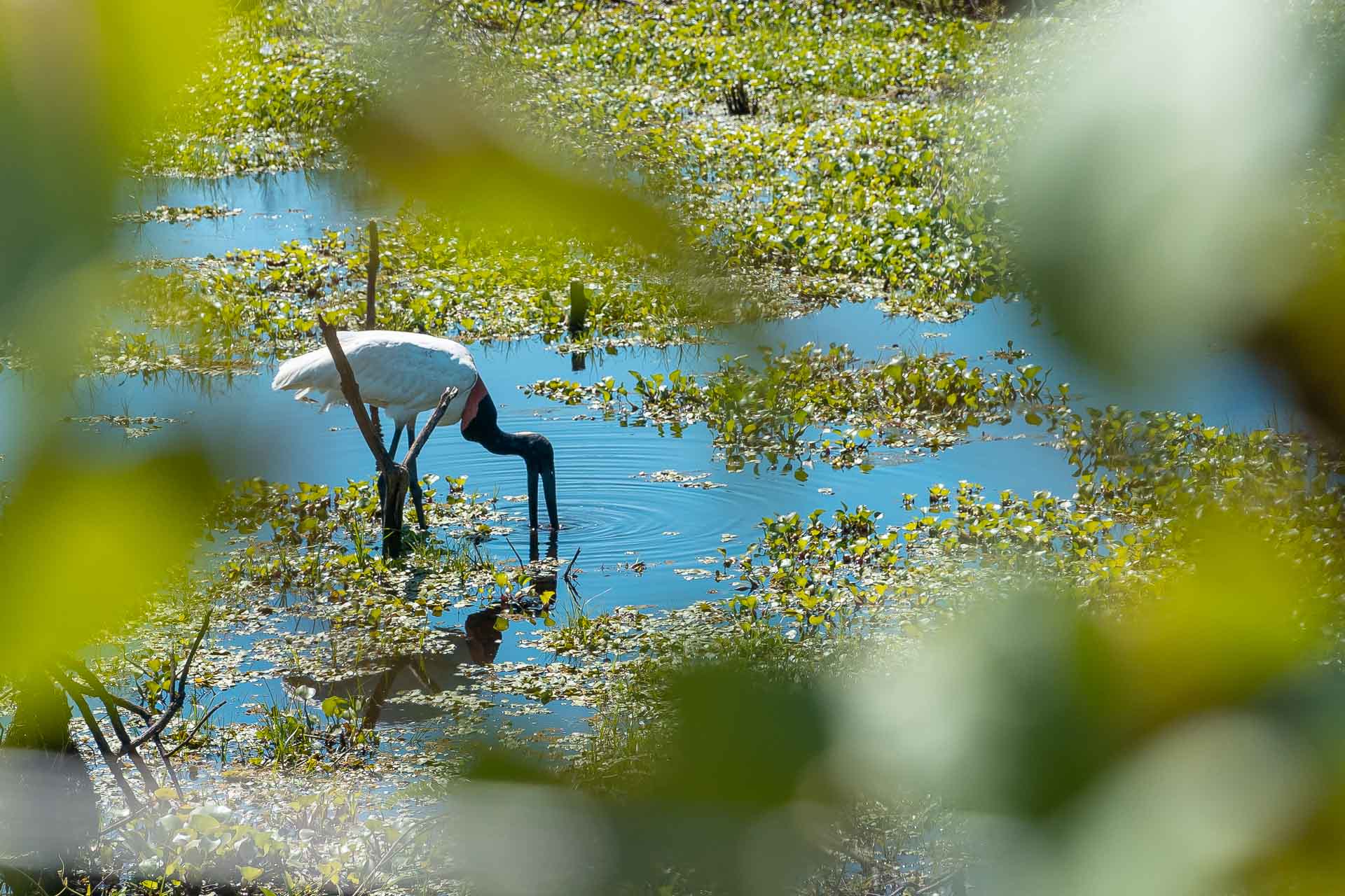 Tuiuiu, o pássaro simbolo do Pantanal