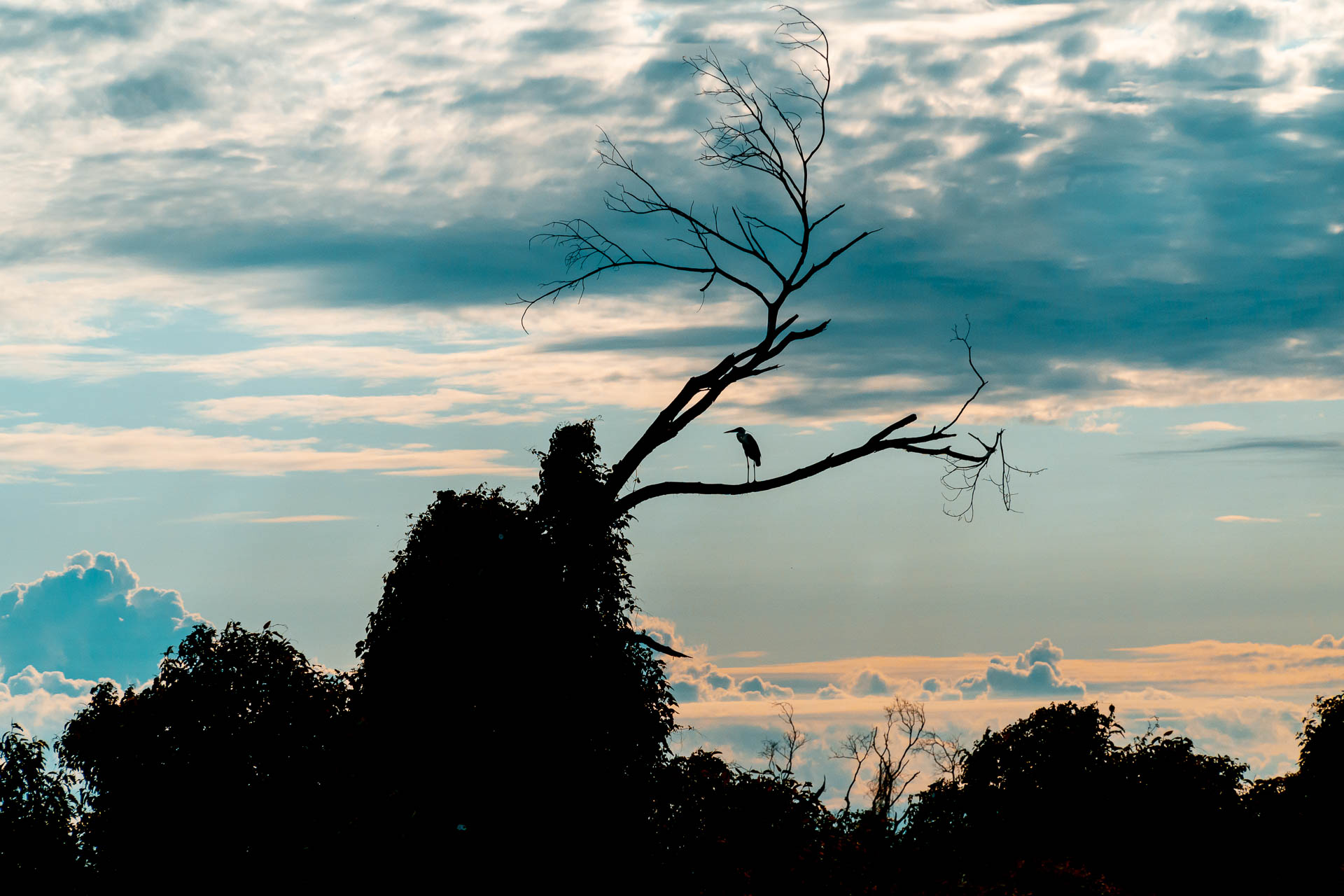 Bird on the branch of a only tree with no leaves at twilight