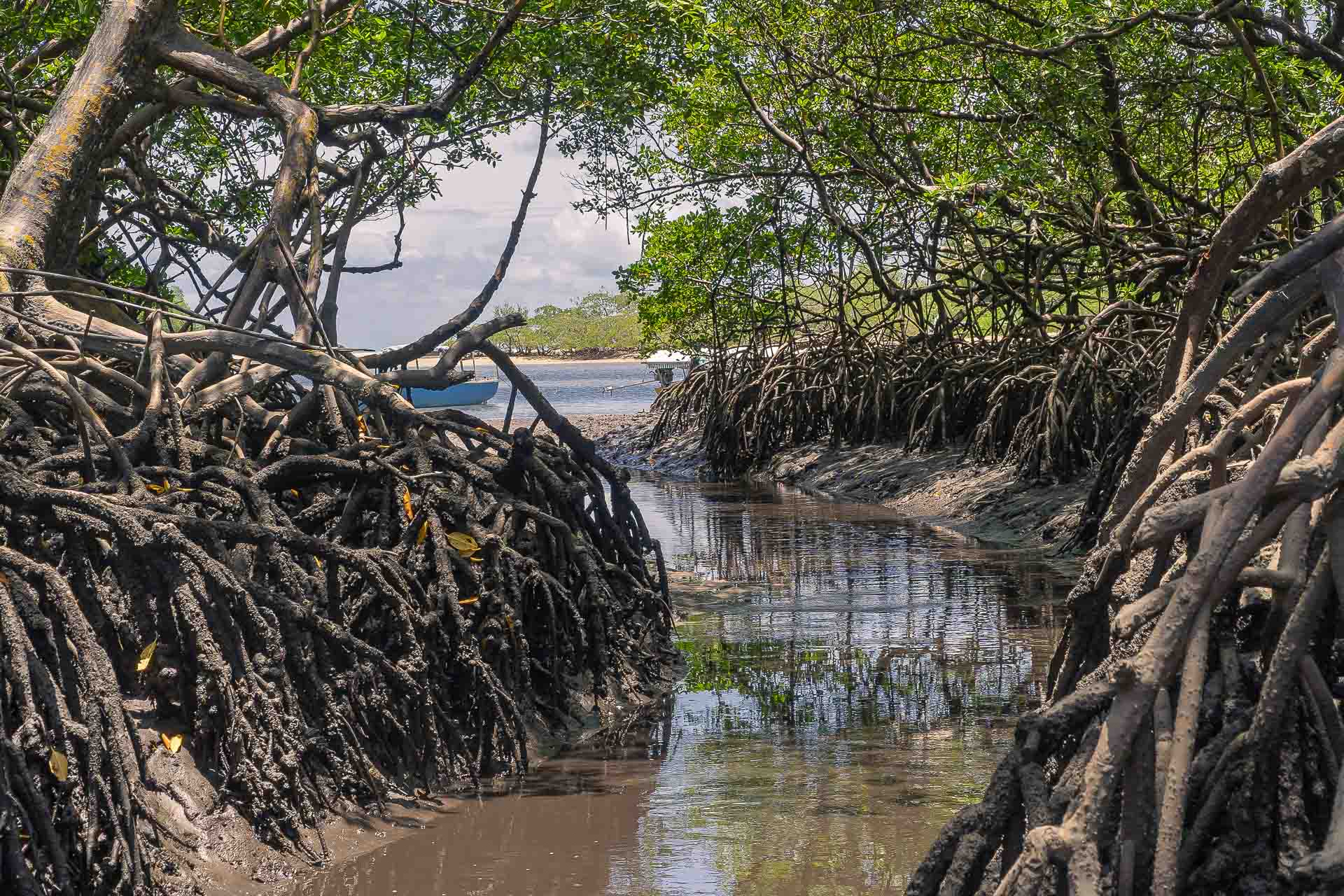 Um rio pequeno cortando um mangue fechado cheio de raizes altas que desagua no mar