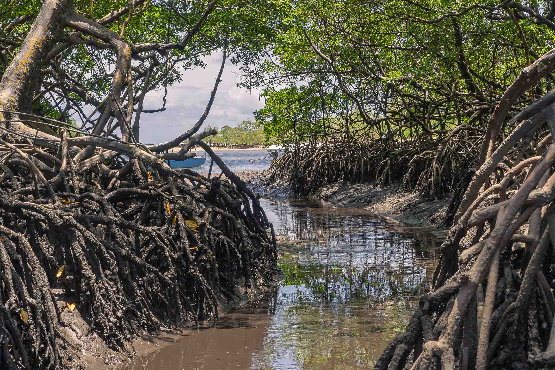 A small stream in between the mangrove towards the sea in a dense vegetation