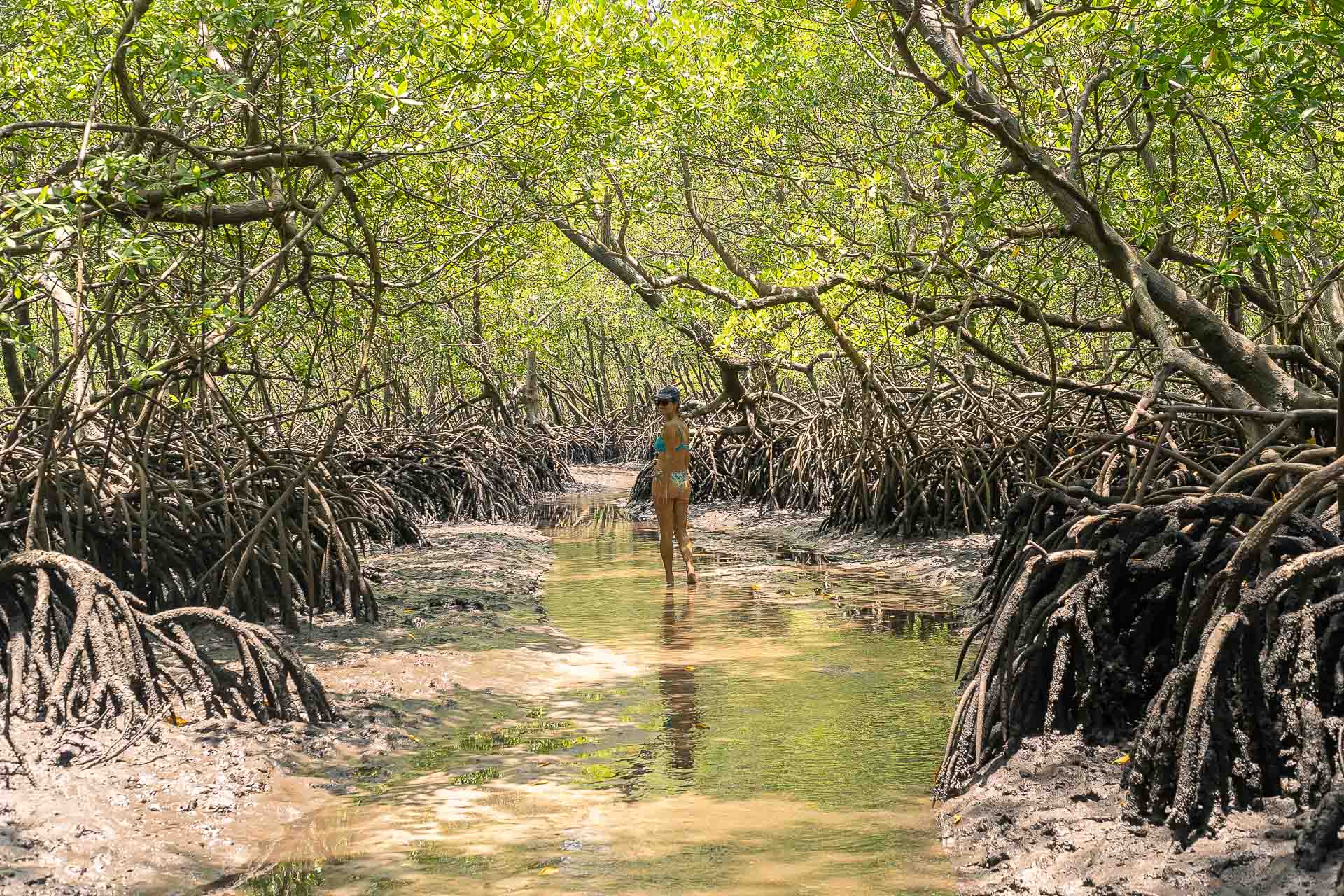 Fernanda walking through the mangrove of Boipeba Brazil