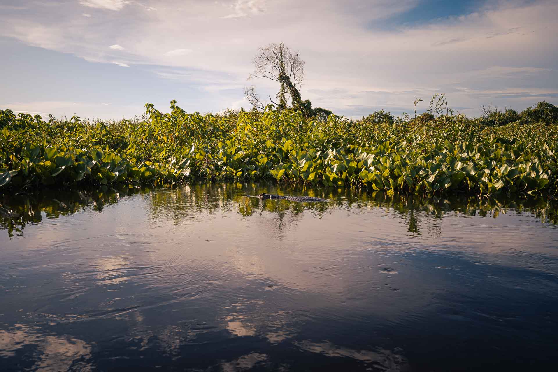 A caiman near the edge of the river in Serra do Amolar Pantanal