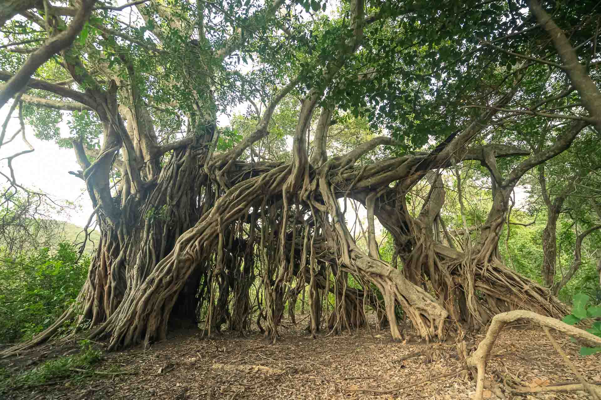 A large tree with many roots from the trunk to the floor