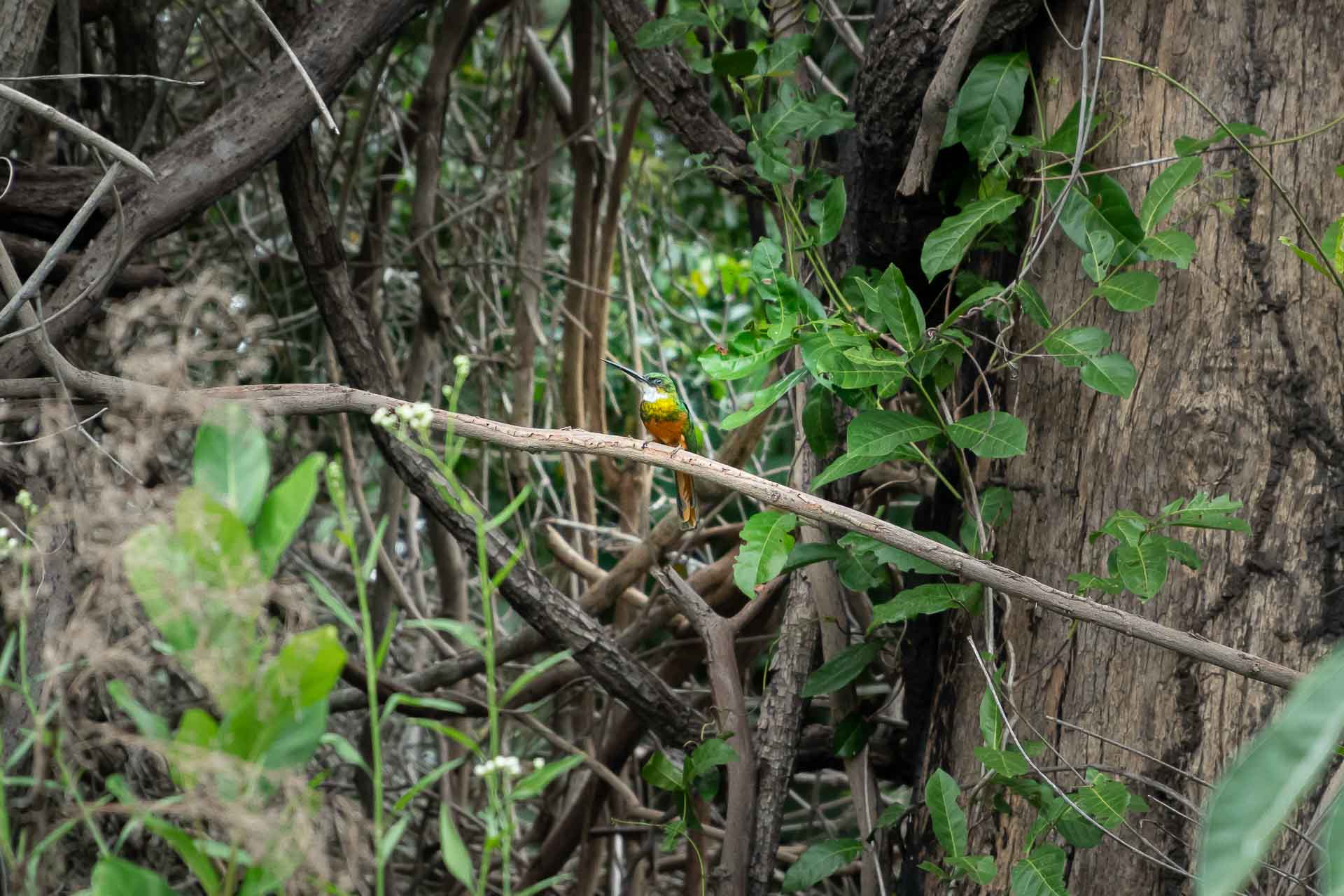 Kingfisher posing on a tree branch