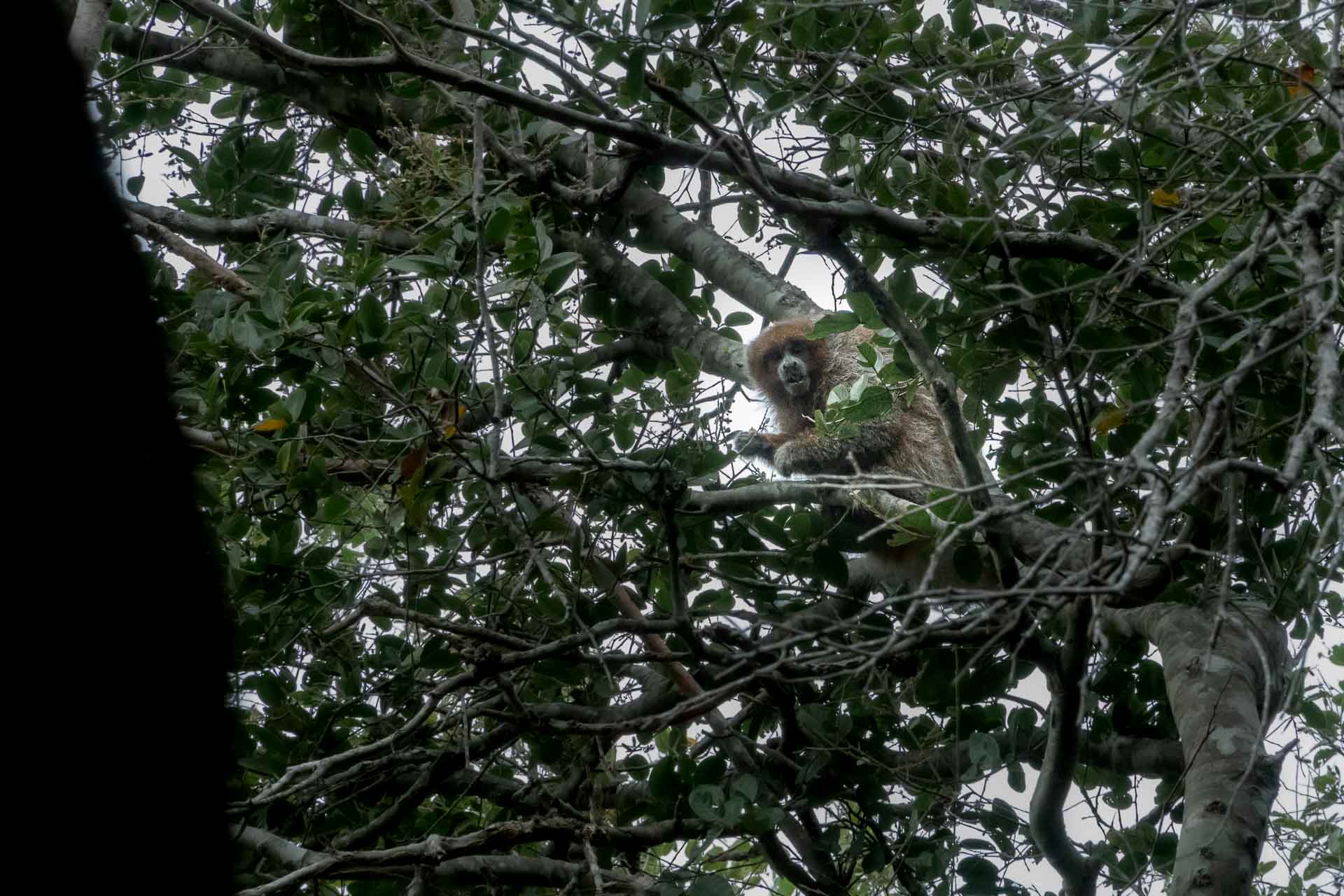 O Macaco Zogue-zogue endêmico da Serra do Amolar em cima da árvore