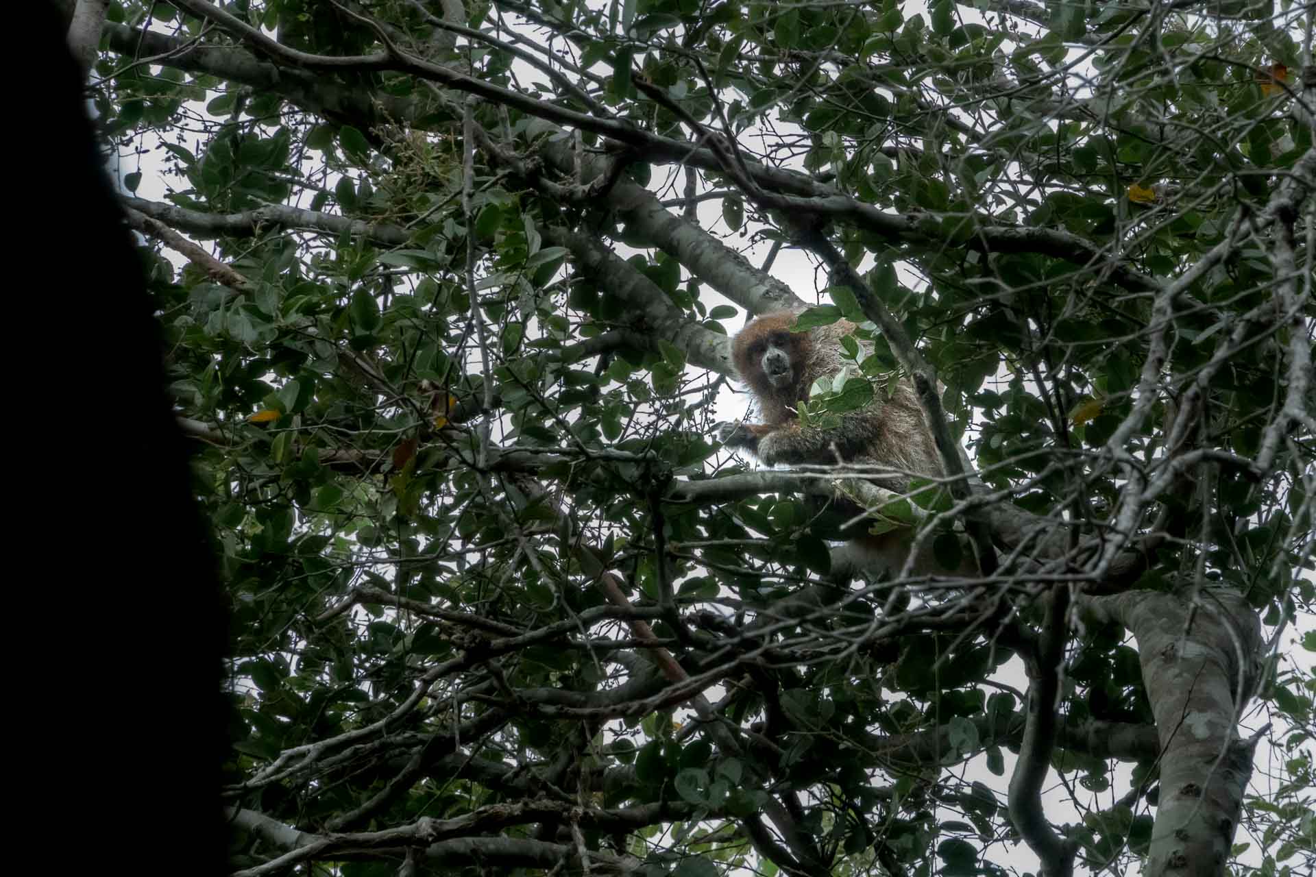 A zogue zogue monkey on top of the tree