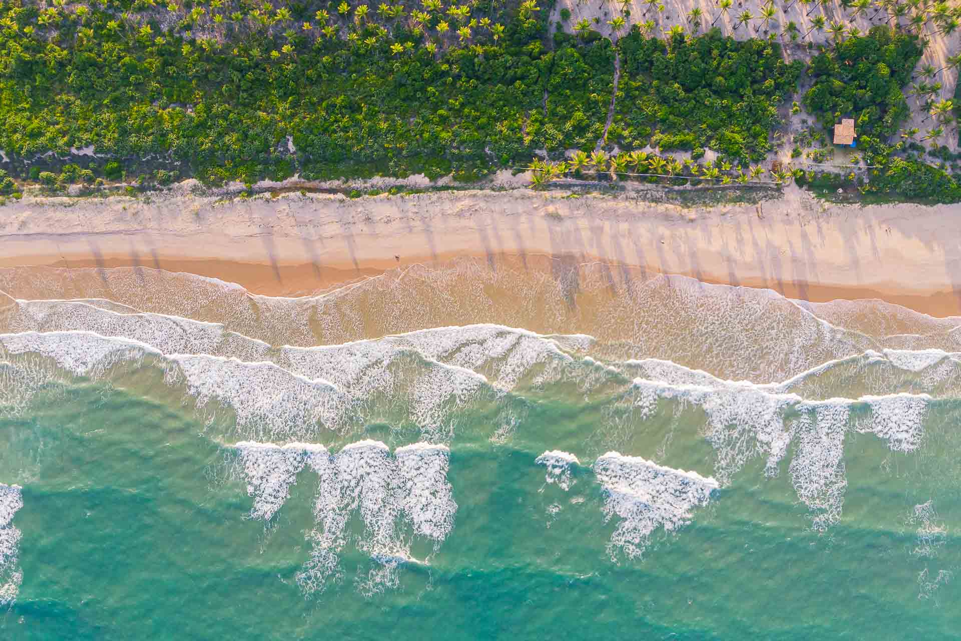 An aerial overhead view of the beach with waves coming and many coconut trees