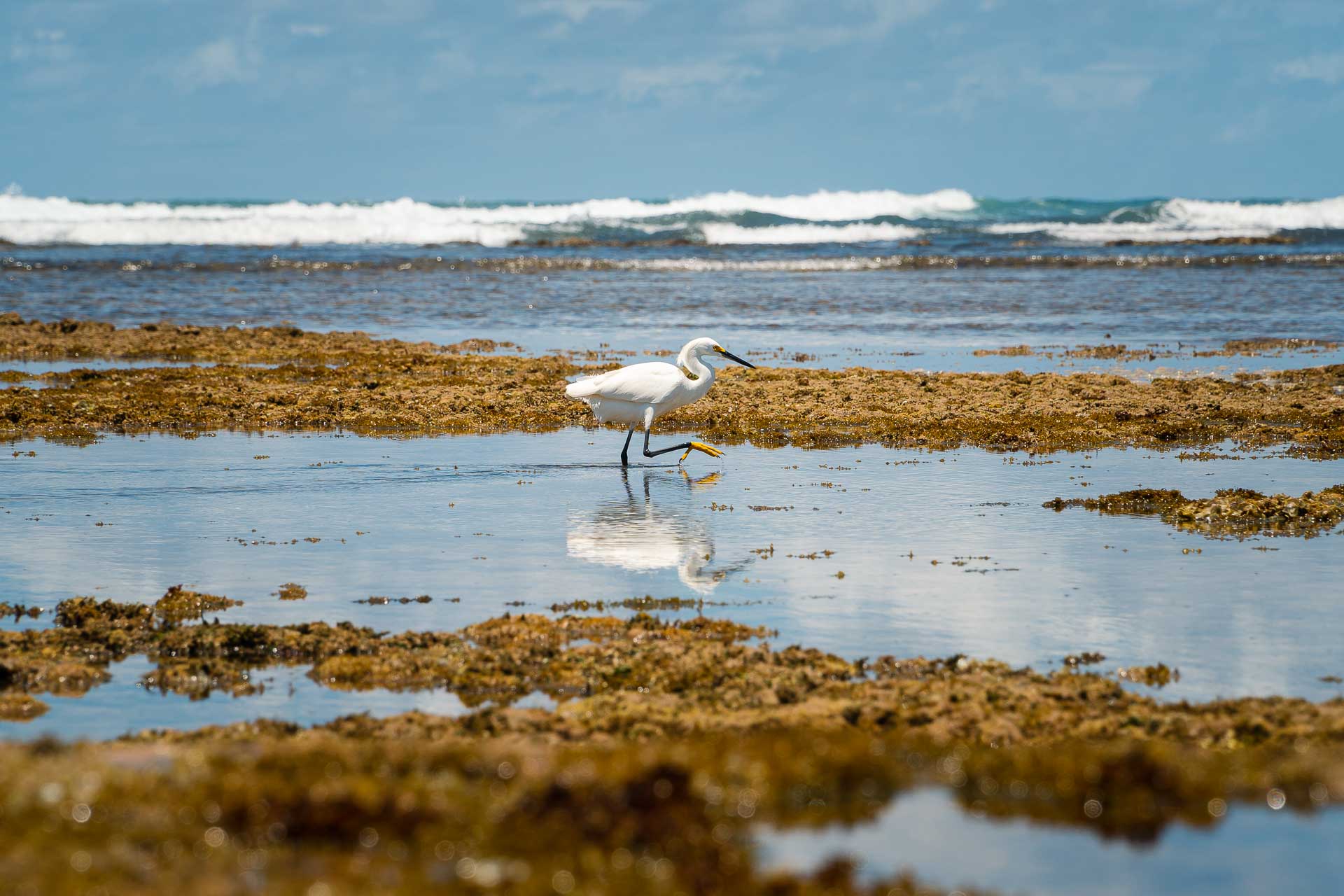 An egret walking on corals by the beach