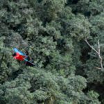 A macaw flying