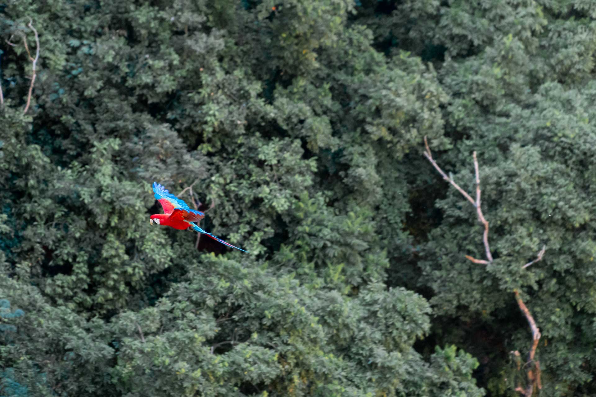A macaw flying