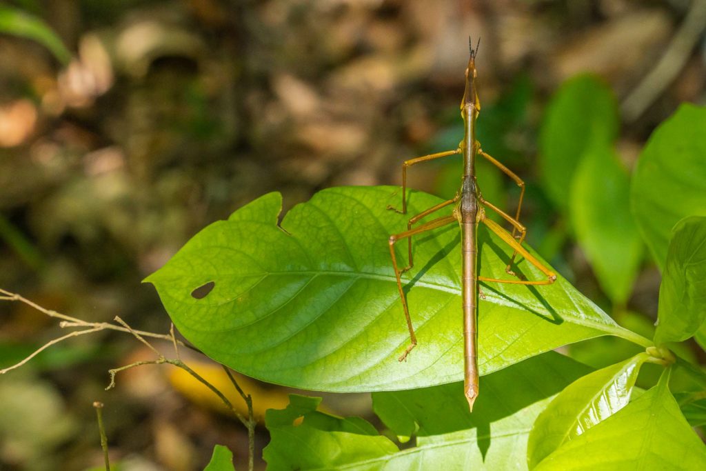 A stick insect on top of a leaf