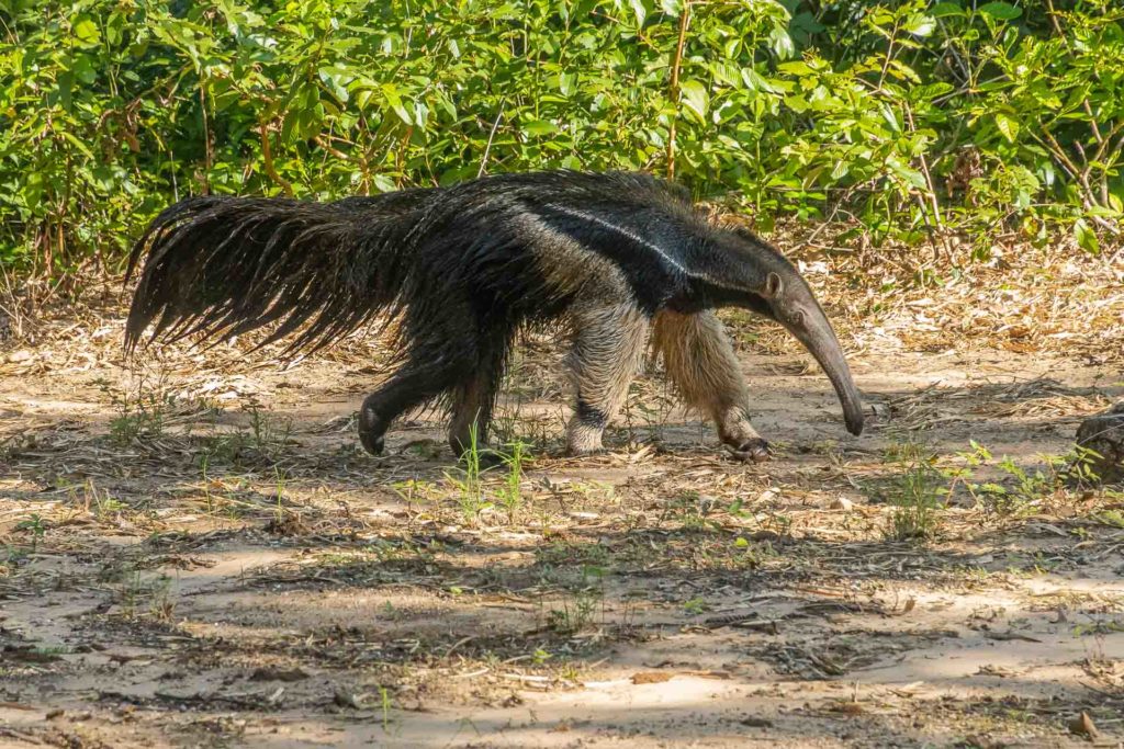An anteater on Pantanal