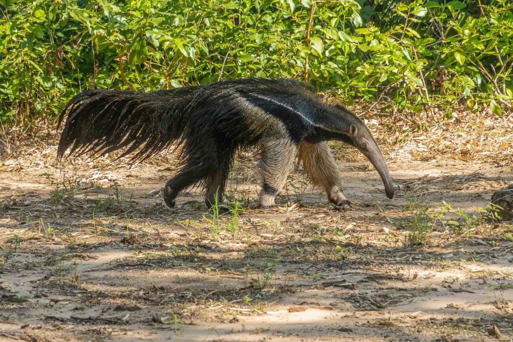 Um tamamduá na Serra da Bodoquena andando livremente