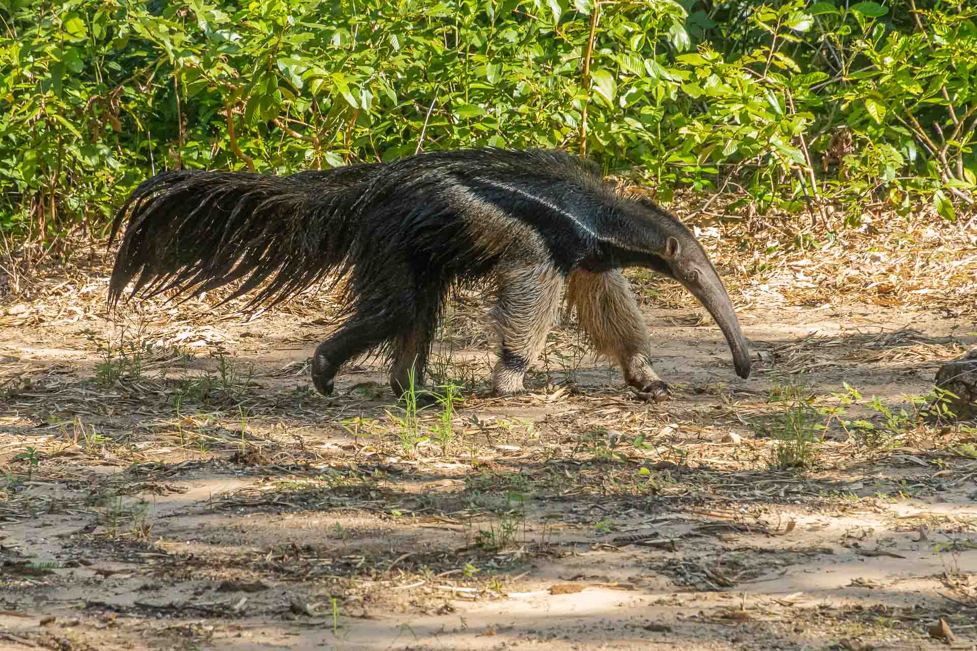 Um tamanduá-bandeirana Serra da Bodoquena andando livremente
