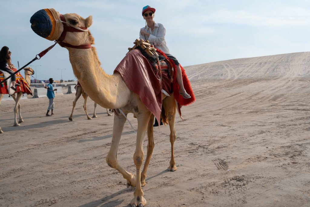 A camel in the desert of Qatar during the safari