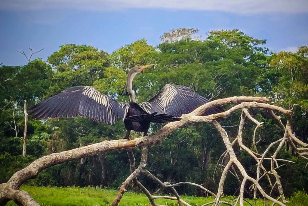 A large bird spreading its wings in Pantanal