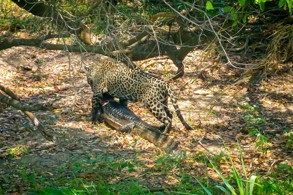 A jaguar dragging a caiman through the dirty road