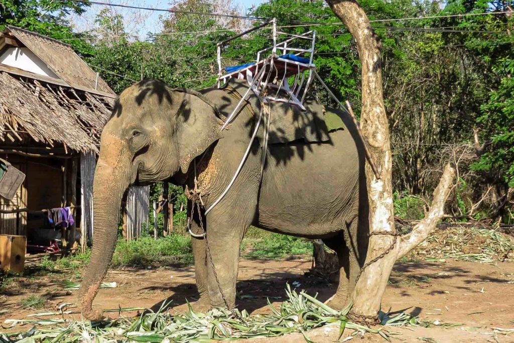 Um elefante acorrentado a uma arvore com uma cadeirinha nas suas costas