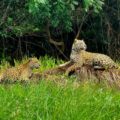 Two jaguars on top of a rock in the northern pantanal