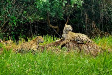 Two jaguars on top of a rock in the northern pantanal