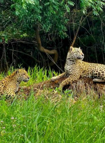 Two jaguars on top of a rock in the northern pantanal