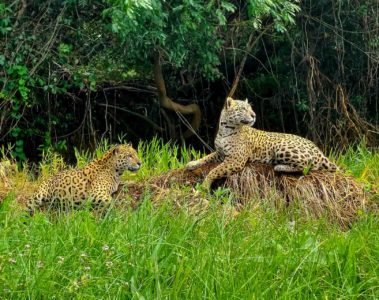 Two jaguars on top of a rock in the northern pantanal