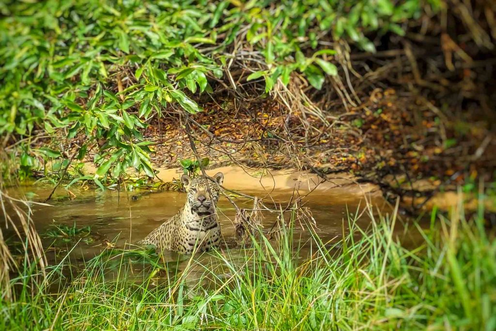 A jaguar looking at the camera in Pantanal Brazil