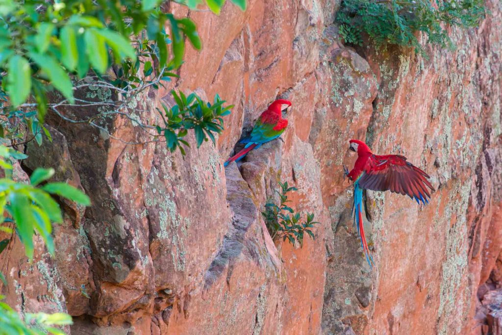 Red macaws flying on a cliff to find their nest