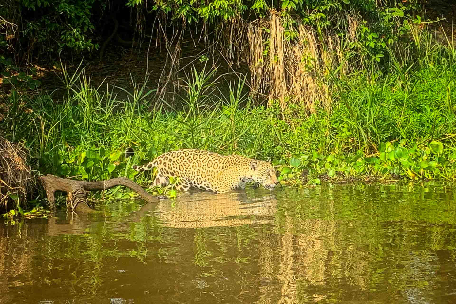 A jaguar in northern pantanal walking to a lake
