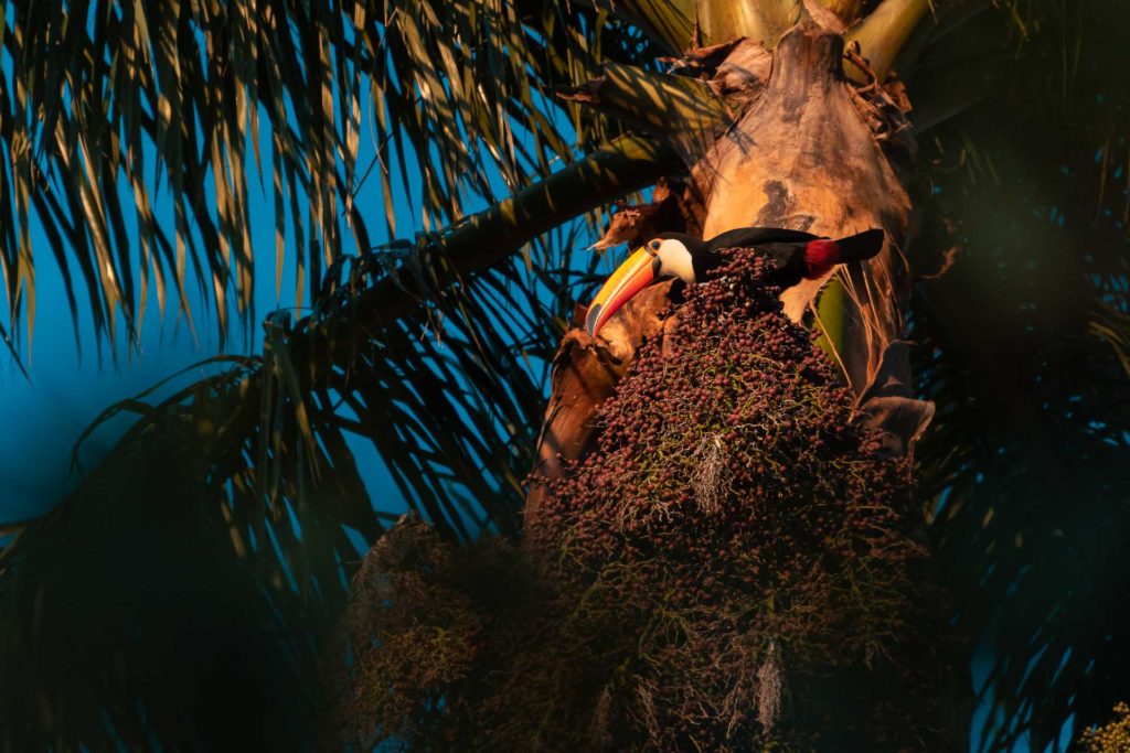 A toucan on top of a tree