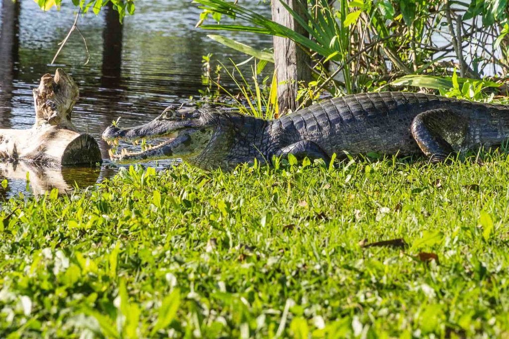 A caiman by the lake showing his teeth