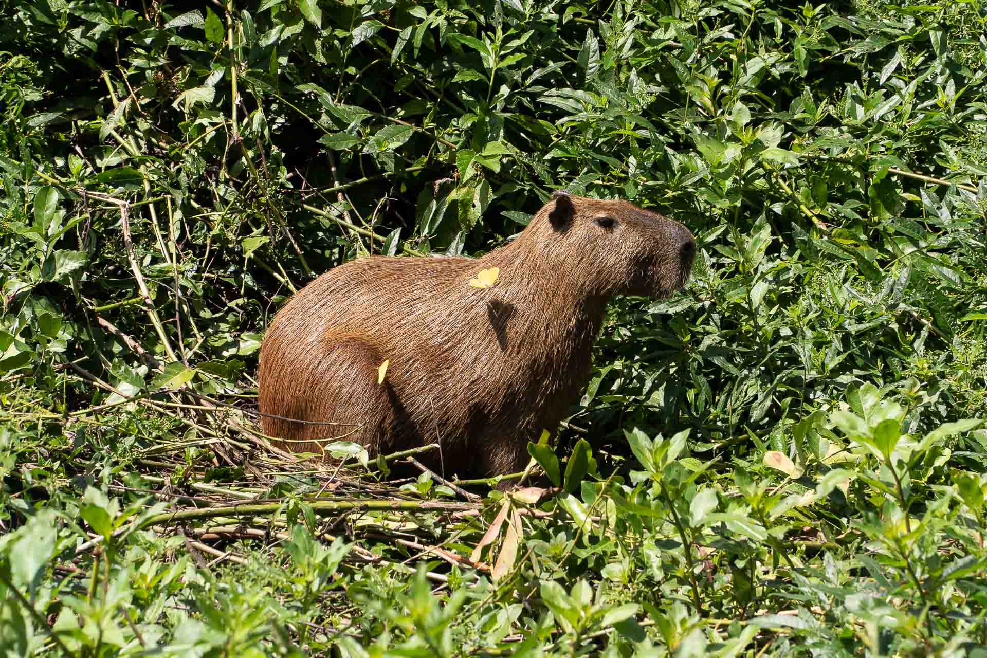 A capivara seen in a Pantanal tour