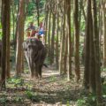 Two man on top of an elephant sitting on a chair in the middle of the forest