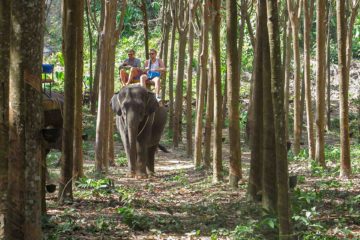 Two man on top of an elephant sitting on a chair in the middle of the forest