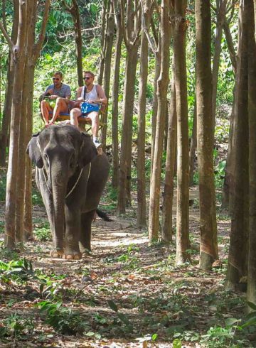 Two man on top of an elephant sitting on a chair in the middle of the forest