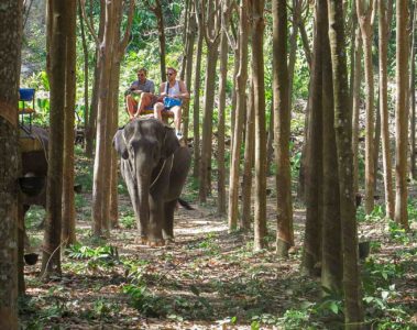 Dois homens numa cadeira em cima de um elefante no meio da floresta