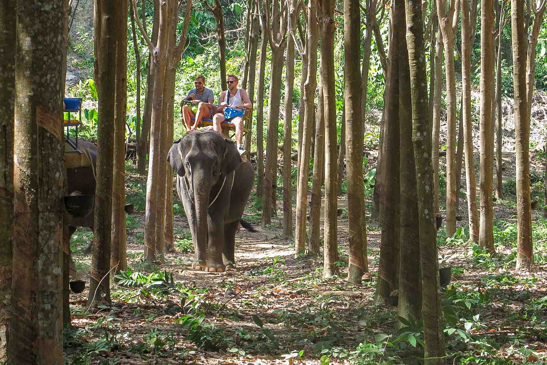 Dois homens numa cadeira em cima de um elefante no meio da floresta