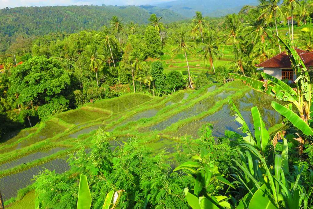 Uma grande plantação de arroz em escadas no topo da montanha rodeada por palmeiras