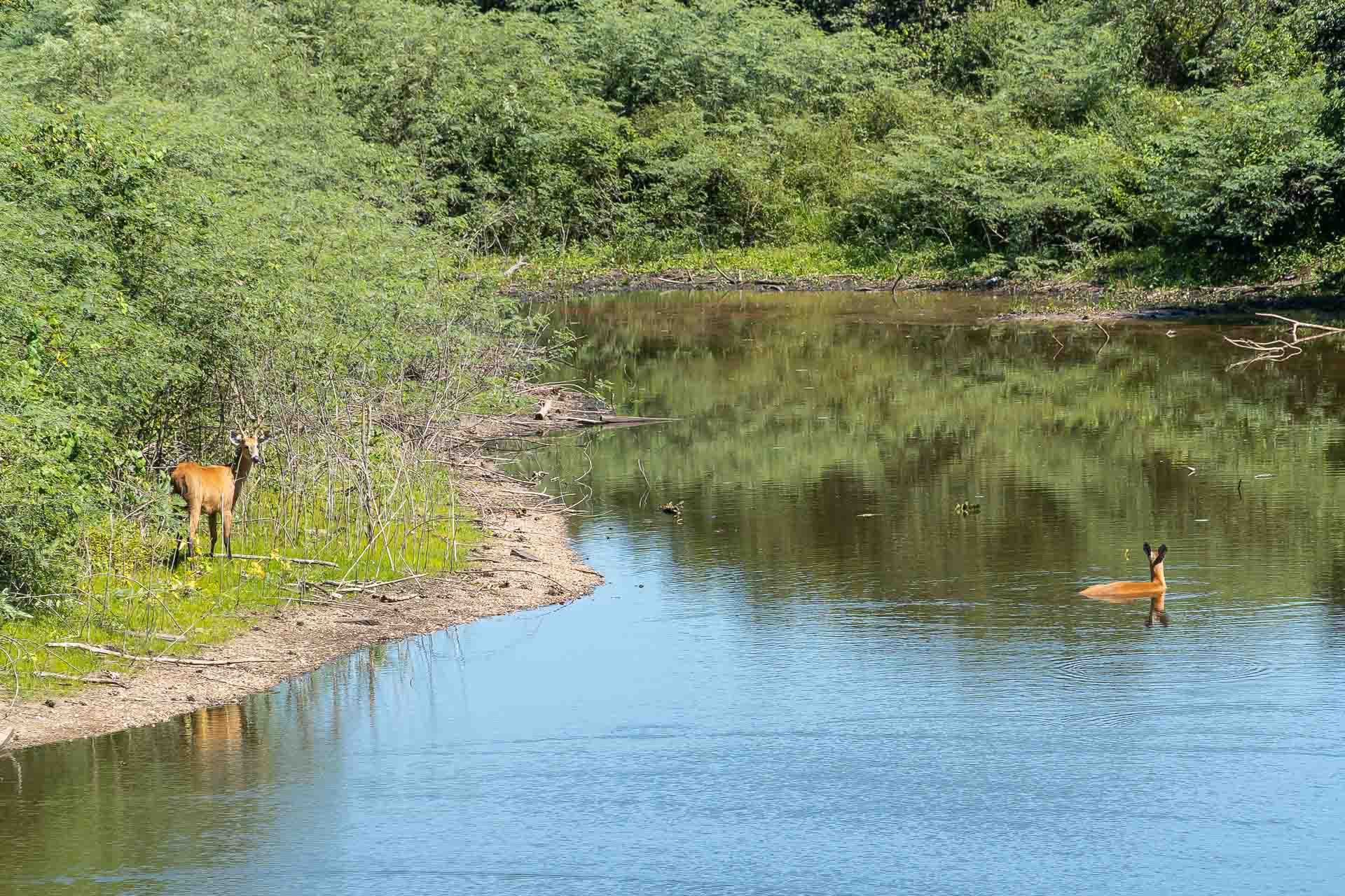 Dois cervos do Pantanal, um dentro do rio e o outro na margem olhando para a camera na Estrada Parque de Corumbá MS