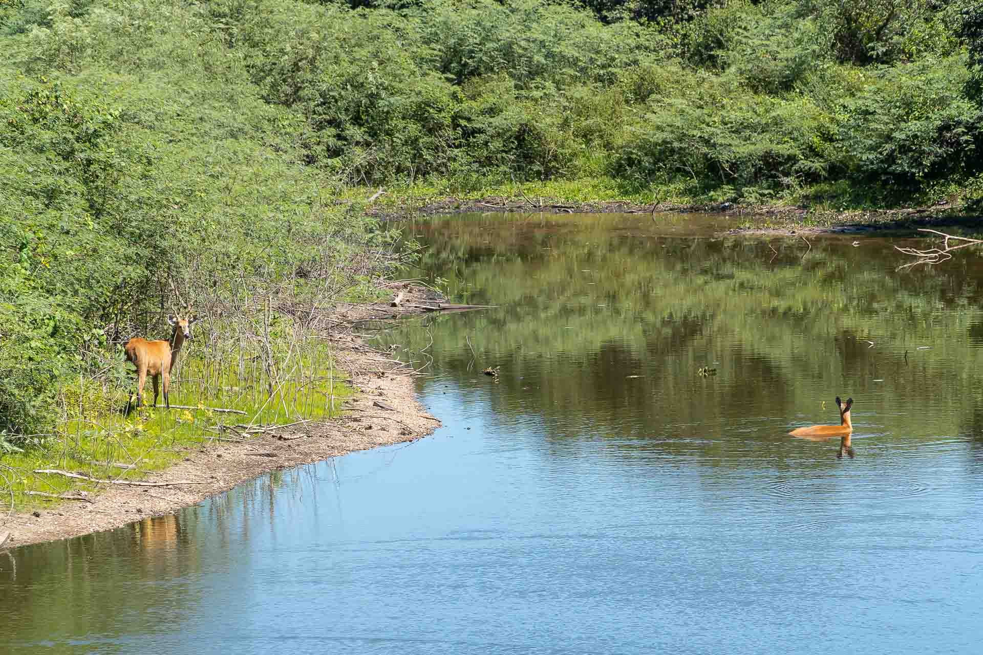 Two deers, one inside the river and the other on the margin looking at the camera at the Estrada Parque in Corumba, Brazil