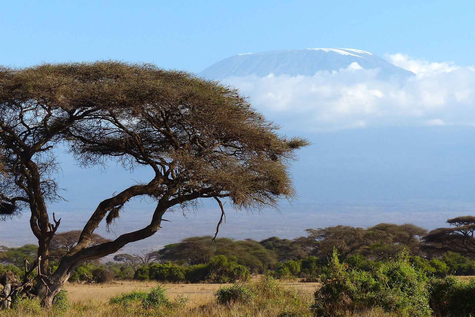 A tree in the front with Kilimanjaro in Tanzania in the background