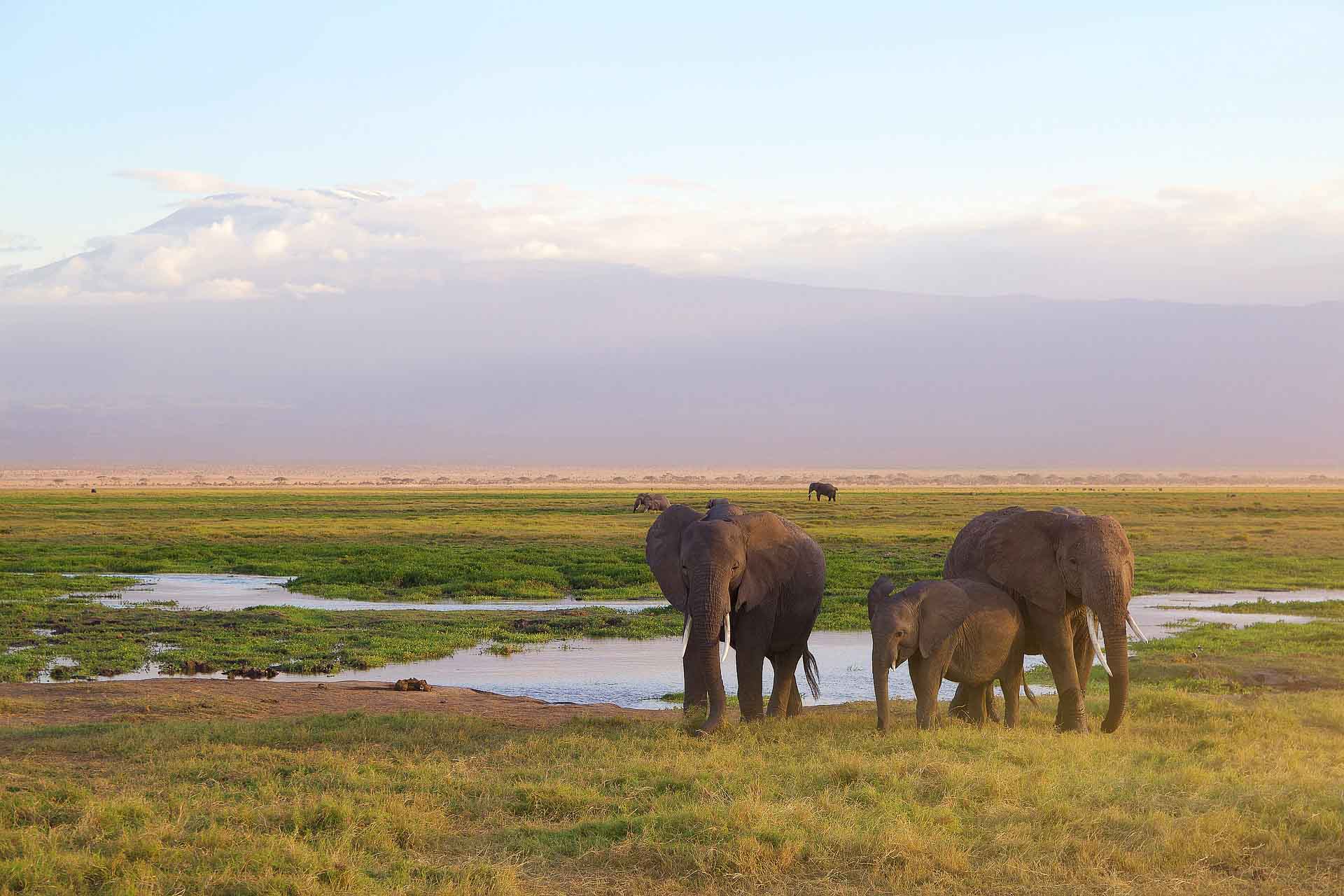 A family of elephants in Tanzania with the Kilimanjaro mountains in the background