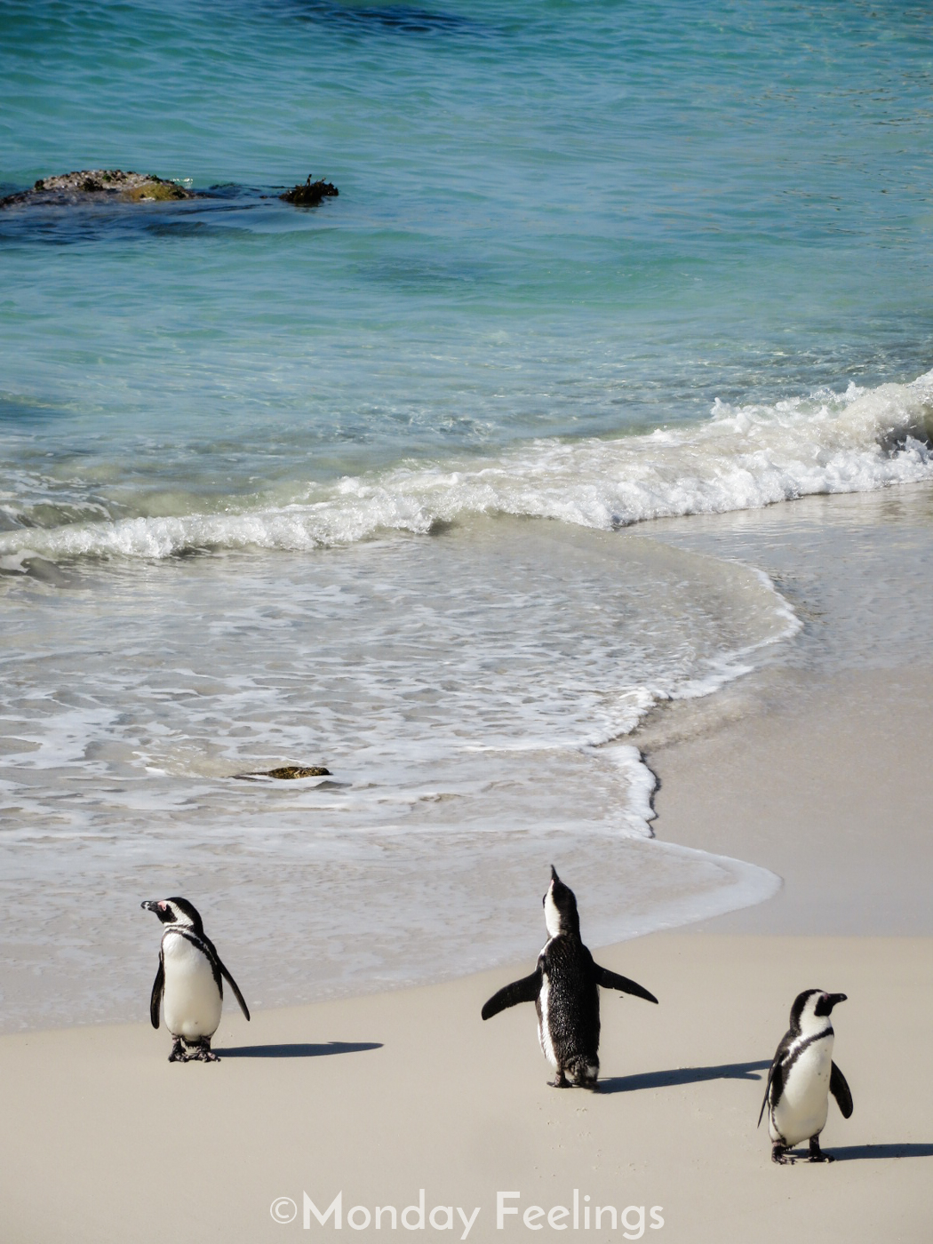 three penguins in the beach